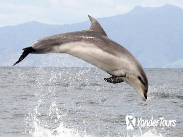 Ship Cove and Dolphin Eco-Tour Cruise