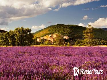 Small-group Lavender Fields Tour from Avignon