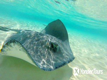 Stingray City and Snorkel Tour in Grand Cayman