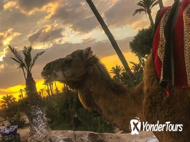 Sunset Camel Ride in the Palm Grove of Marrakech
