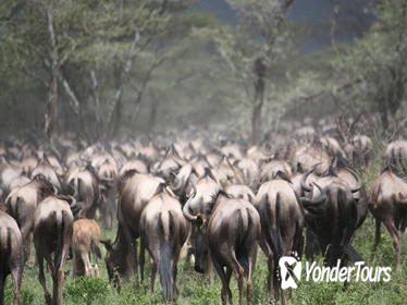 Tanzania 5 Days Private Safari - Wildebeest Migration from Arusha