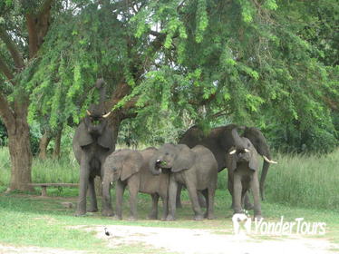 The 3 day Murchison Falls National Park safari andTour