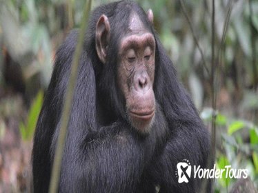 Uganda Kibale Forest National Park: Guided Hiking Day Tour from Kampala