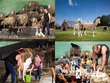 Wai-O-Tapu : Lady Knox Geyser : Champagne Lake : Agrodome Farm Show : Day Tour Around Rotorua