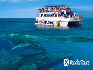 Whale Watch Excursion from the Big Island