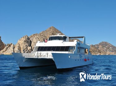 Whale Watching Cruise in Los Cabos