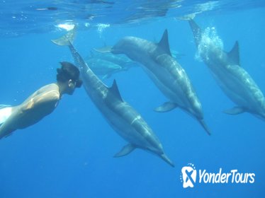 Wild Dolphins and Reef Snorkel Kealakekua Bay