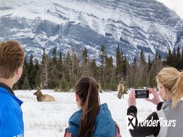 Winter Tour: Banff and Its Wildlife