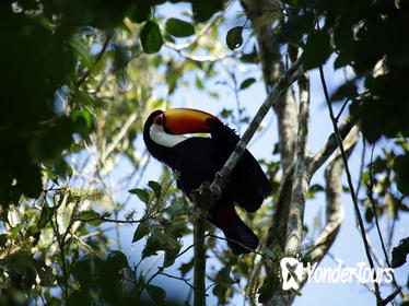 Yacutinga Lodge - Birds of the Jungle