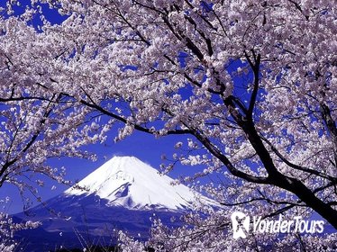 Yamanashi in Spring: Cherry Blossoms, Mt. Fuji, Fruit Picking & Wine Tasting