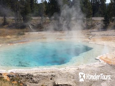 Yellowstone Guided Day Tour From Jackson Hole