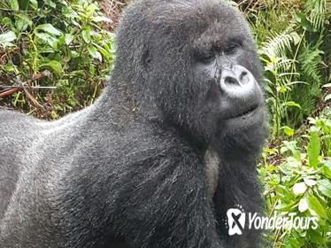 3-Day Gorilla and Golden Monkey Trekking from Kigali