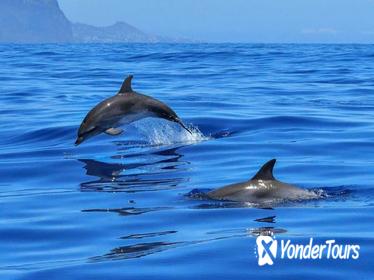 Sunset Speedboat Tour and Dolphin Sighting from Phuket