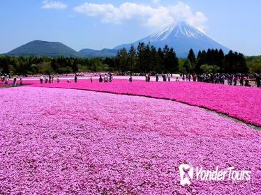 Pink Moss Phlox Festival,Mt Fuji 5th Station and Strawberry Picking from Tokyo