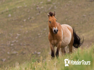 KHUSTAI NATIONAL PARK ONE DAY PRIVATE TOUR (Przewalski's horse)