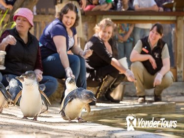 Adelaide Zoo Behind the Scenes Experience: Penguins in Person