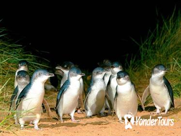 1 Day Penguin Destination - Melbourne to Phillip Island (return)