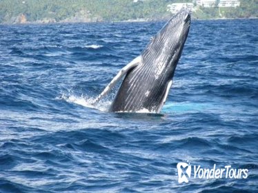 Samana Whale Watching Tour with Biologist Guide