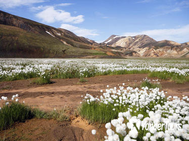 Landmannalaugar Hot Springs and Hike in the Highlands