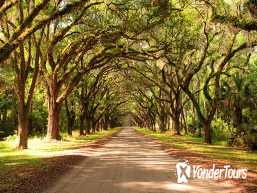 New Orleans Super Saver: Swamp and Bayou Sightseeing plus Oak Alley Plantation