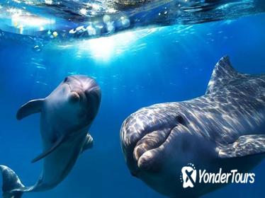 Hawaii Combo: Wild Dolphin Swim and Kealakekua Bay Snorkeling
