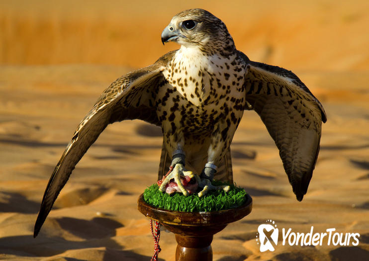 Abu Dhabi Falcon Hospital