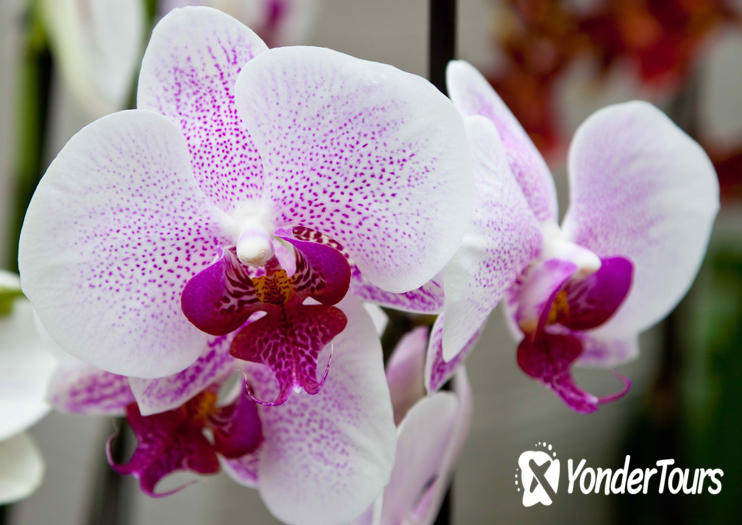 Akatsuka Orchid Gardens Akatsuka Orchid Gardens