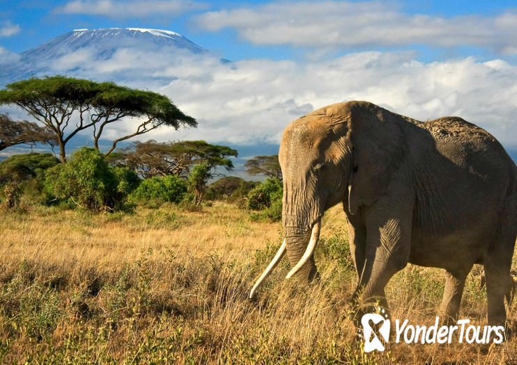 Amboseli National Park