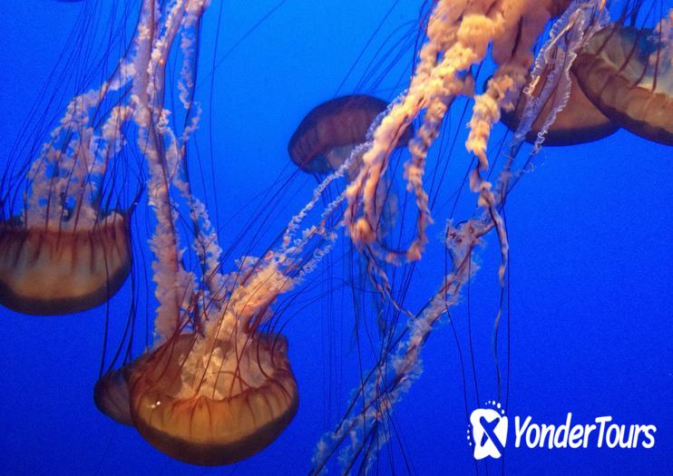 Aquarium of the Bay Aquarium of the Bay