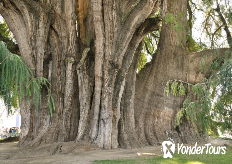 Arbol de Tule Arbol de Tule