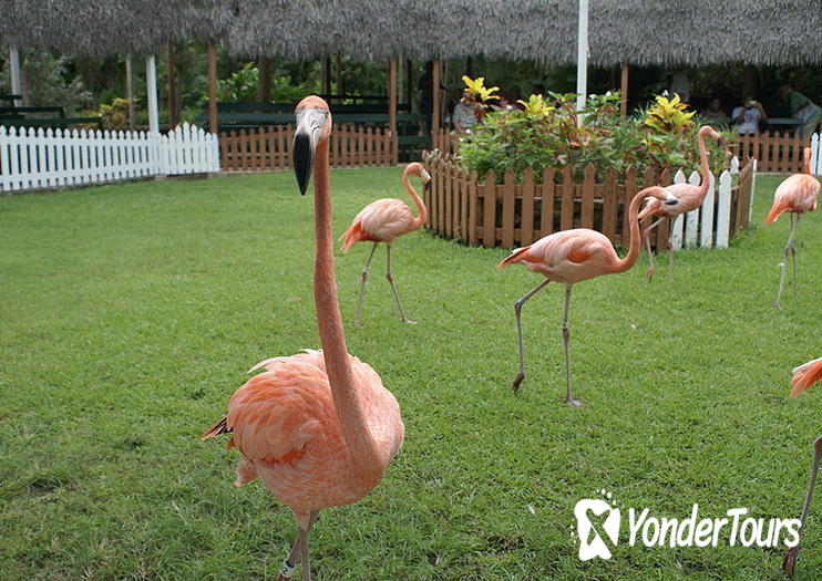 Ardastra Gardens, Zoo & Conservation Park Ardastra Gardens, Zoo & Conservation Park