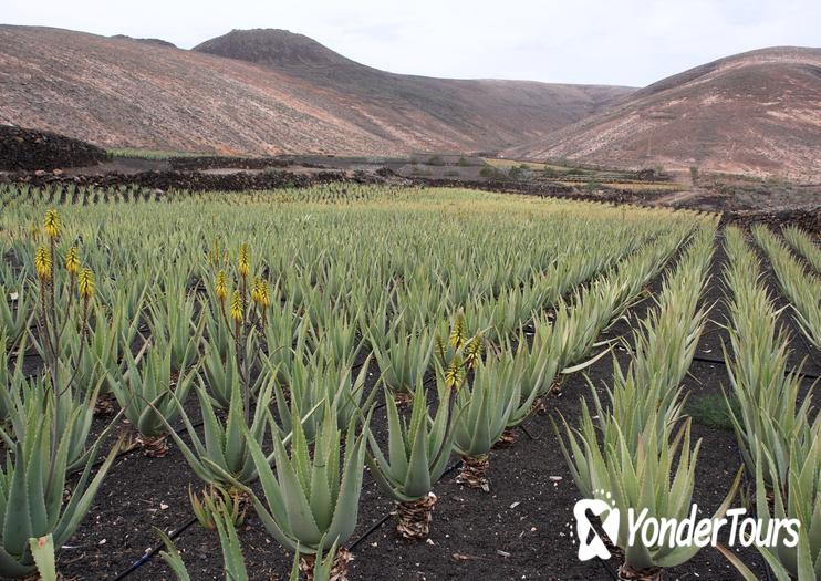 Aruba Aloe Factory & Museum