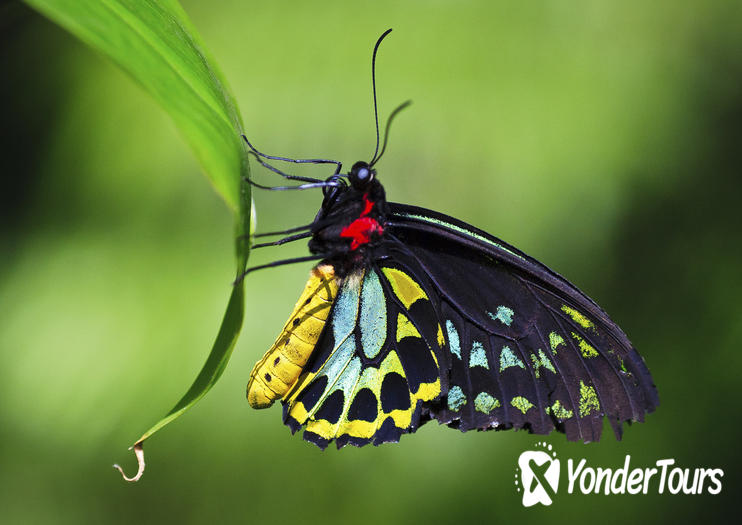 Australian Butterfly Sanctuary	