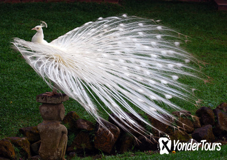 Bali Bird Park