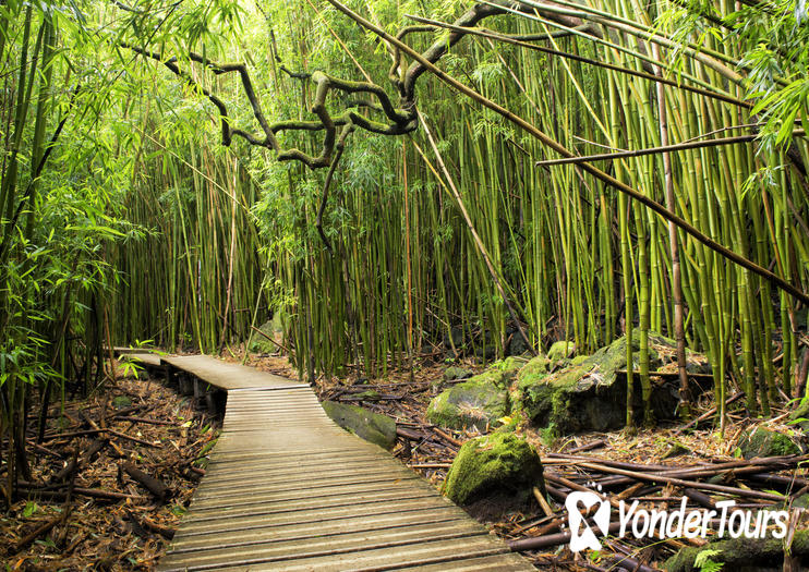 Bamboo Forest Bamboo Forest