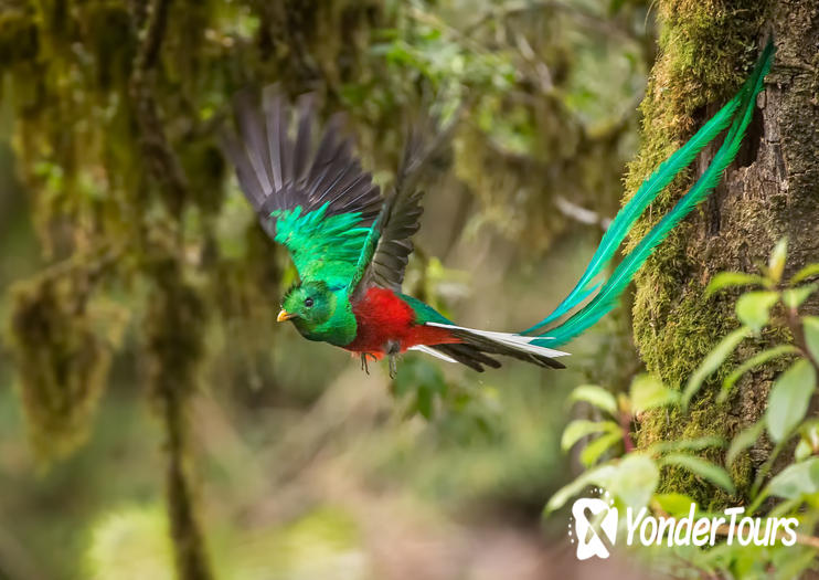 Biotopo del Quetzal Biotopo del Quetzal