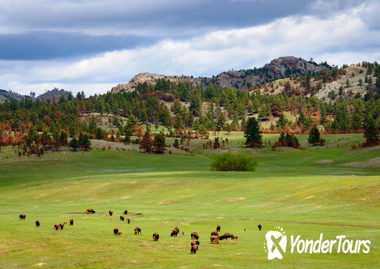 Black Hills Black Hills