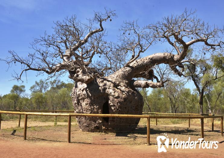 Boab Prison Tree