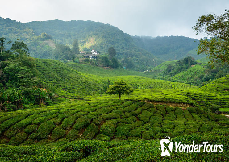 Boh Tea Plantation Boh Tea Plantation
