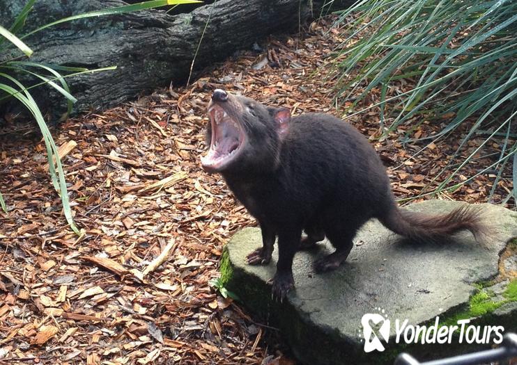 Bonorong Wildlife Sanctuary