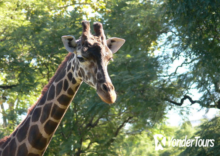 Buenos Aires Zoo