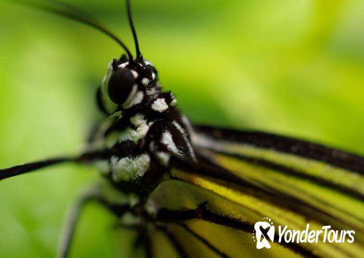 Butterfly Park & Insect Kingdom Butterfly Park & Insect Kingdom