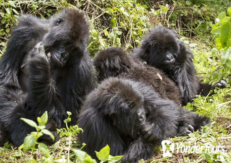 Bwindi Impenetrable National Park Bwindi Impenetrable National Park