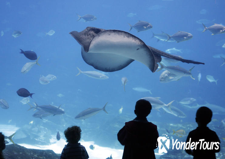 Cancun Interactive Aquarium Cancun Interactive Aquarium