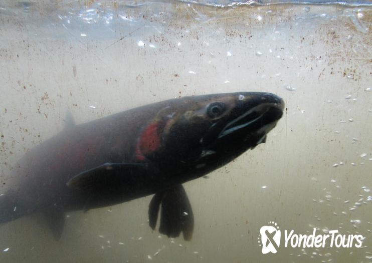Capilano Salmon Hatchery