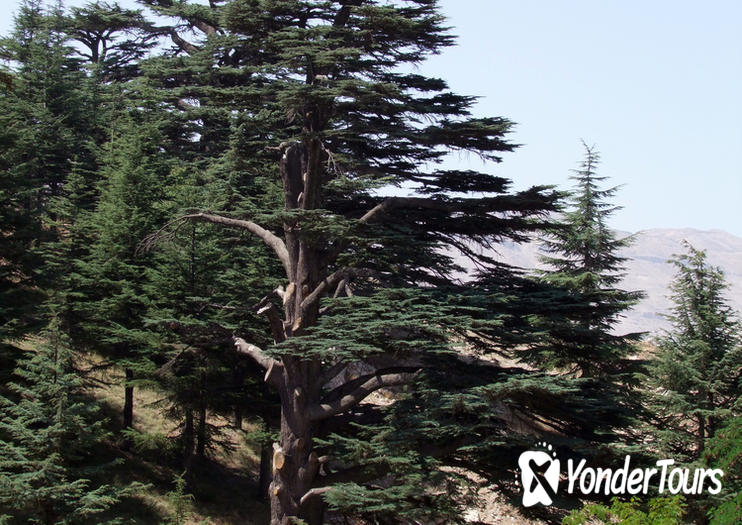 Cedars of Lebanon (Cedars of God)