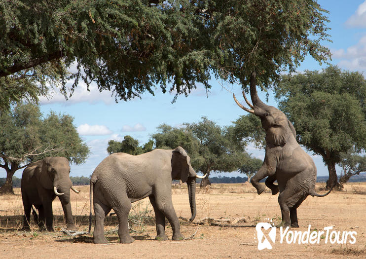 Chobe National Park Chobe National Park