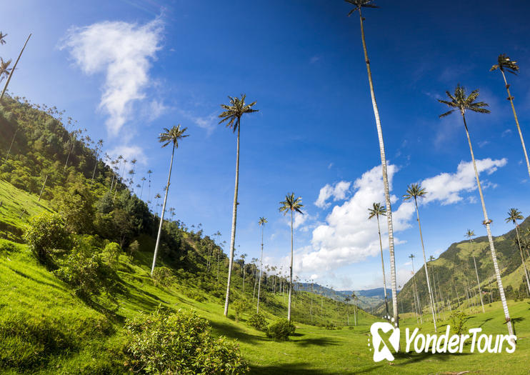 Cocora Valley Cocora Valley