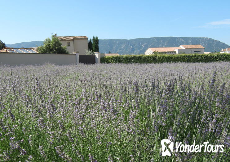 Coustellet Lavender Museum 