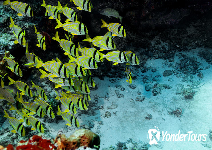 Cozumel Reefs National Marine Park